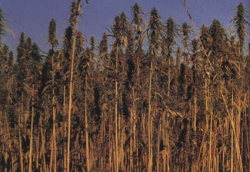 picture of cannabis crop